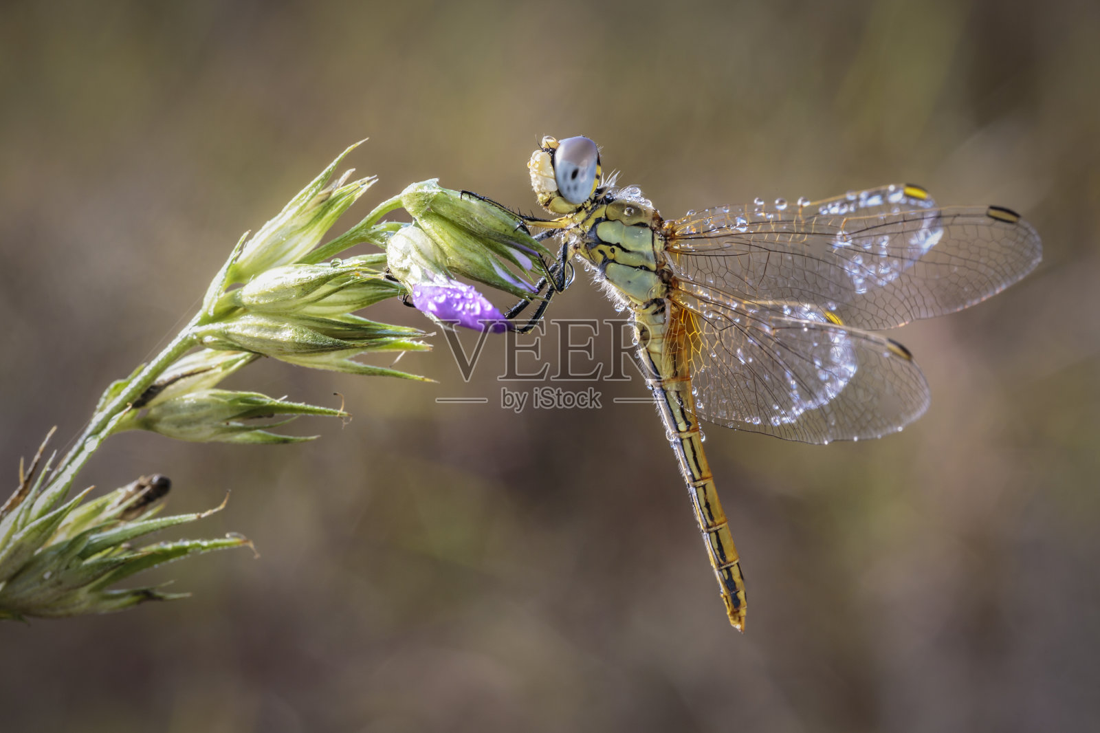 一朵花中的蜻蜓照片摄影图片