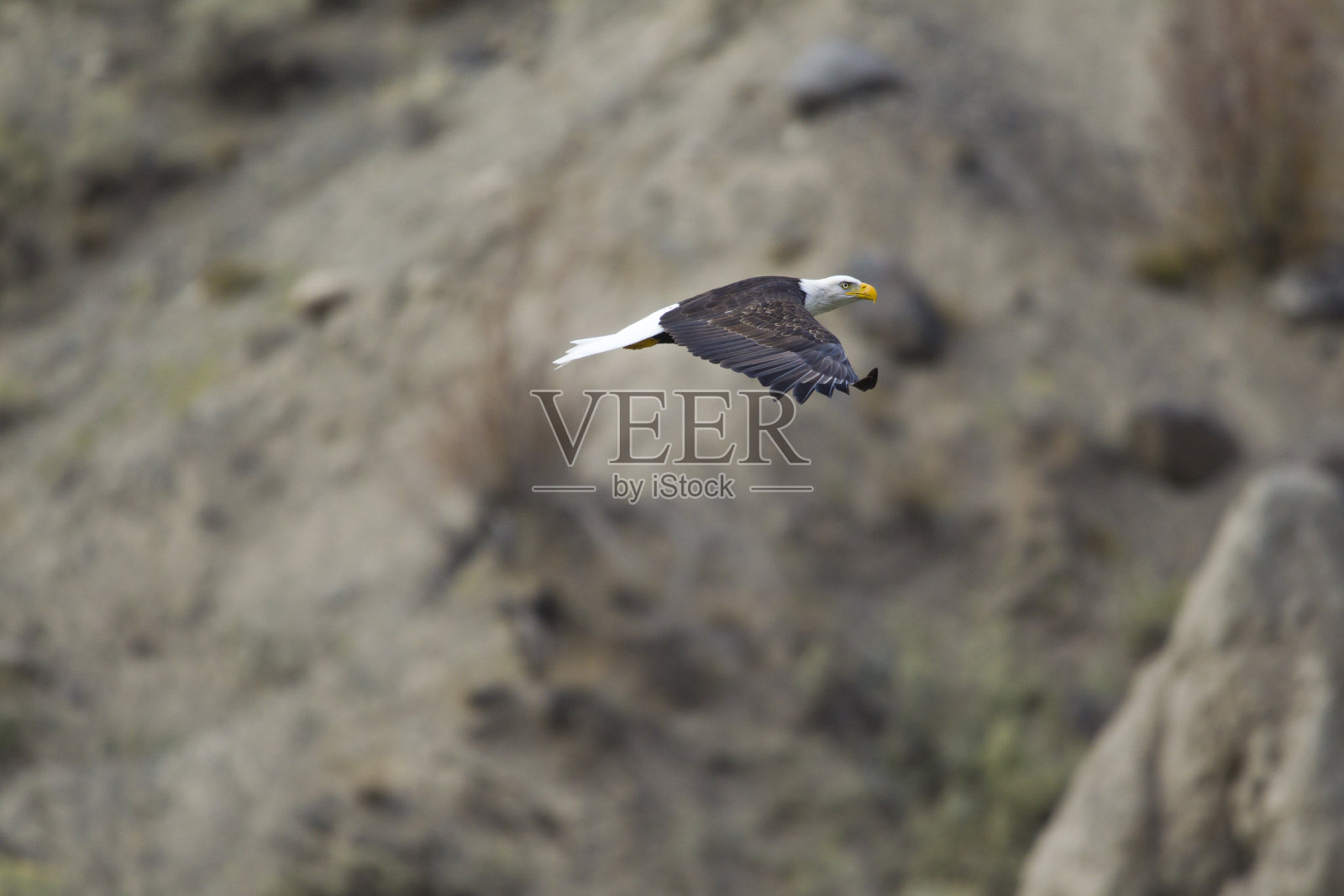 像鹰一样飞翔照片摄影图片