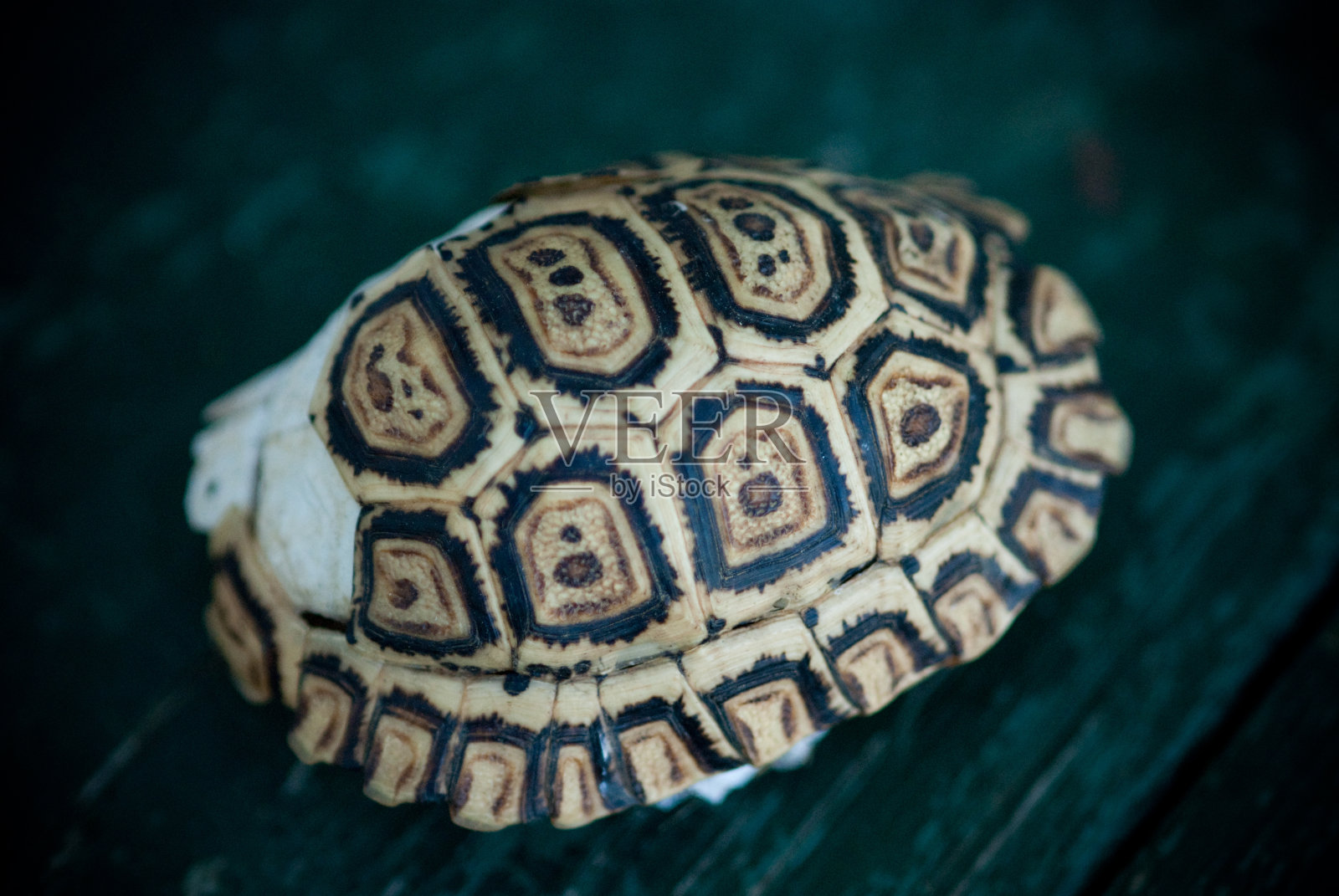 空的乌龟壳照片摄影图片