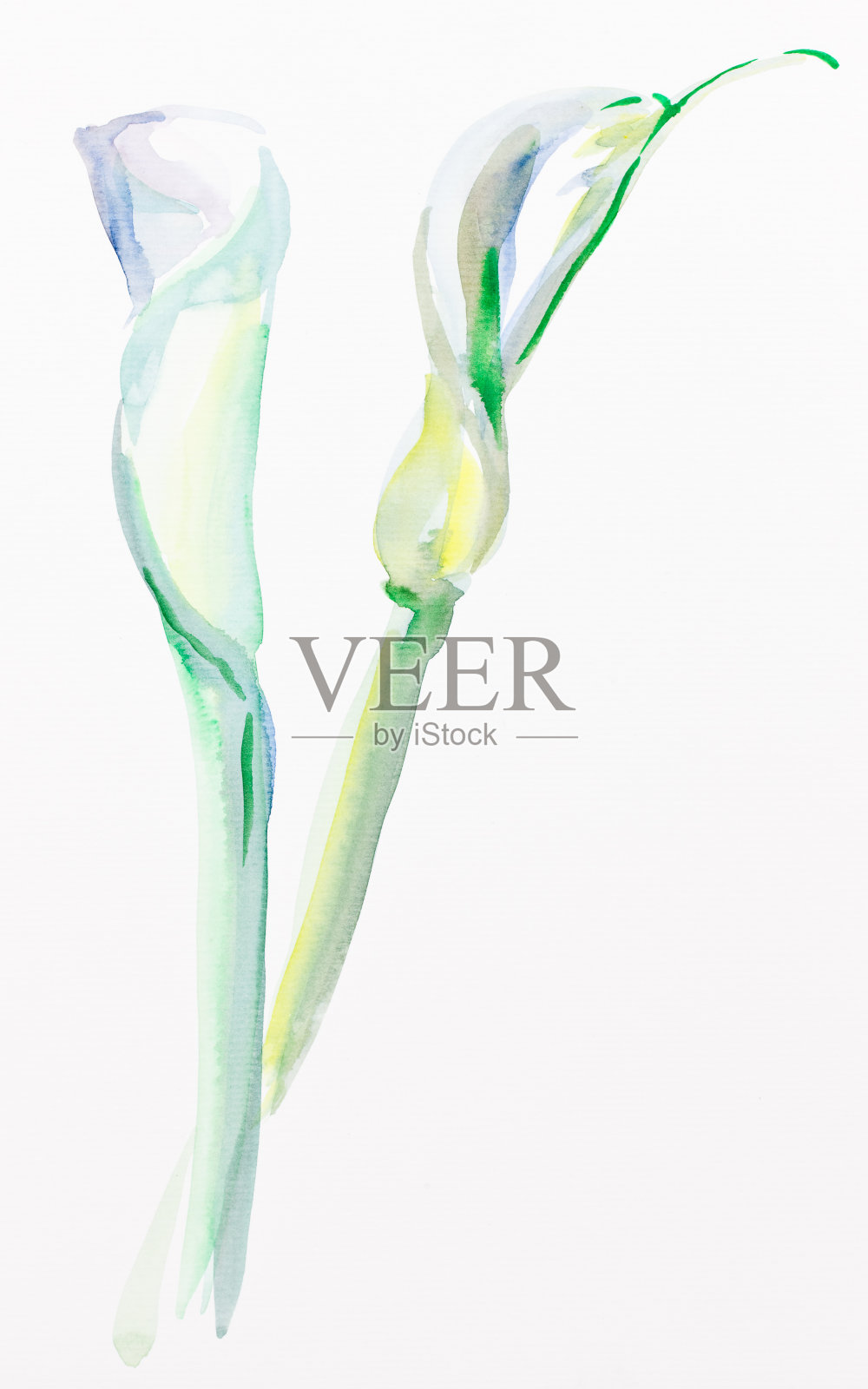 马蹄莲水彩画纸插画图片素材