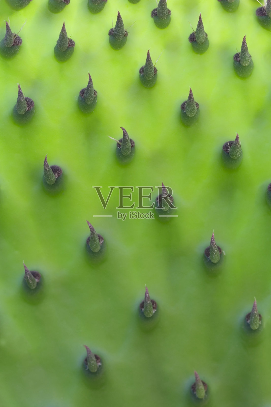 背光的刺梨幼叶照片摄影图片