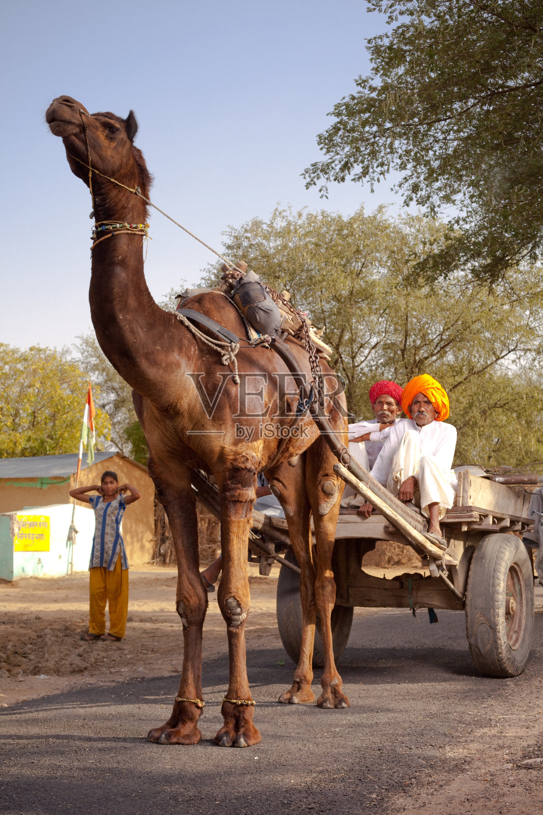 拉贾斯坦邦农村的印度男人在骆驼车上照片摄影图片