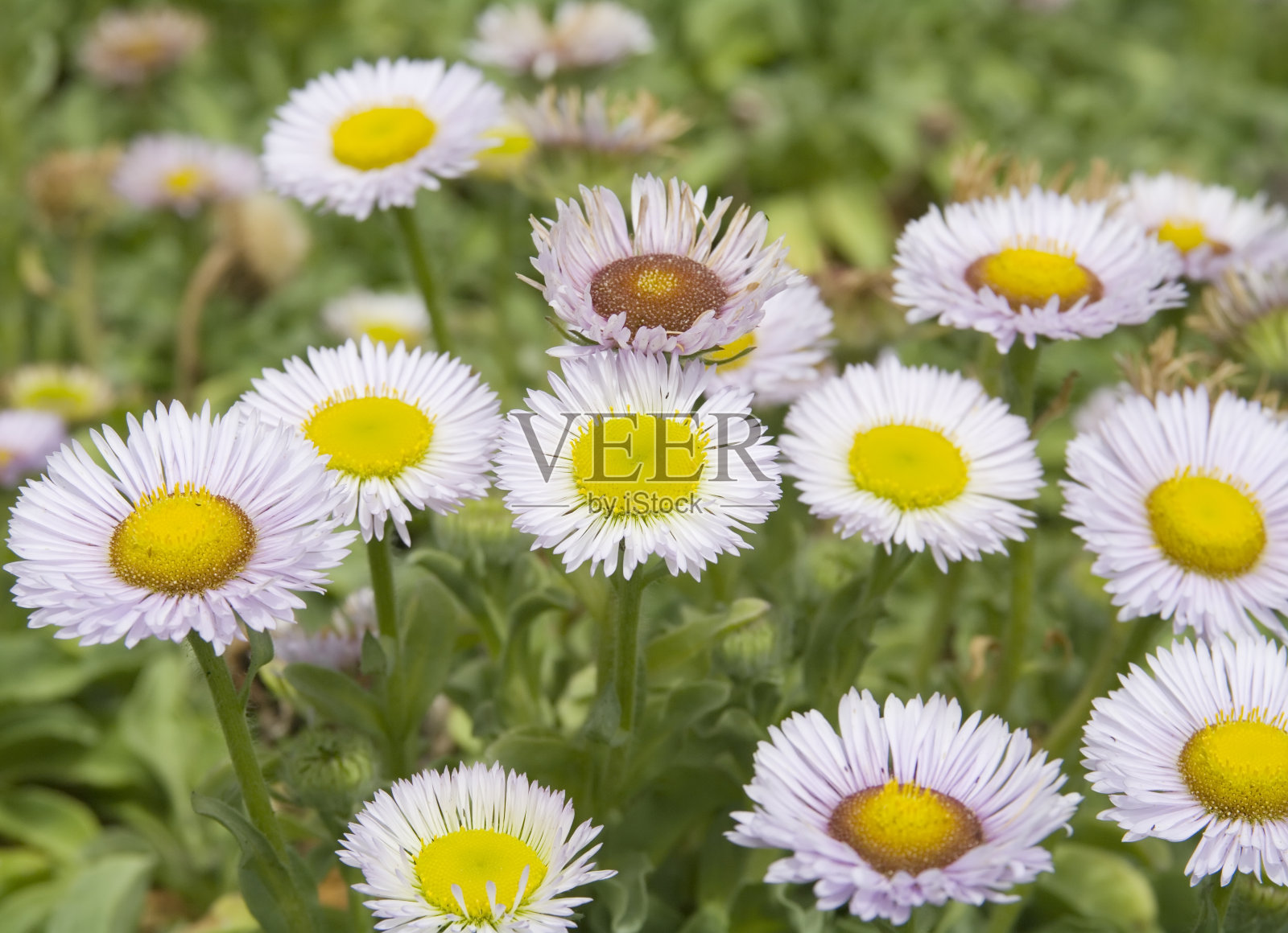 海滨雏菊(海葵)照片摄影图片