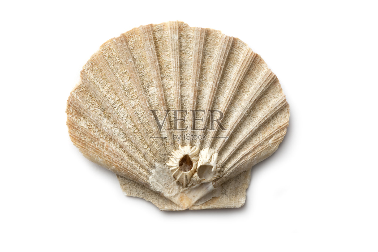 外壳:照片摄影图片