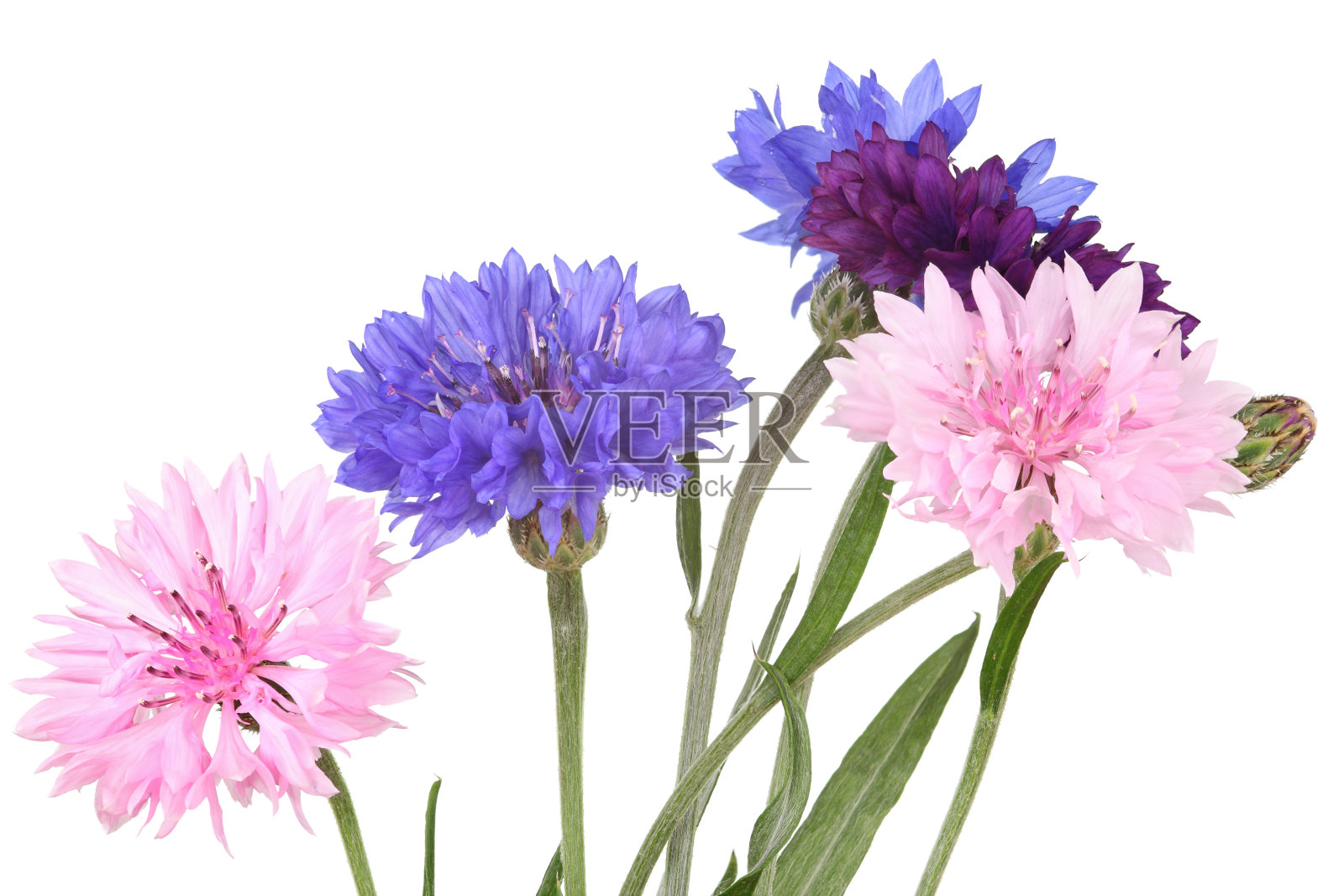 孤立的矢车菊白色照片摄影图片