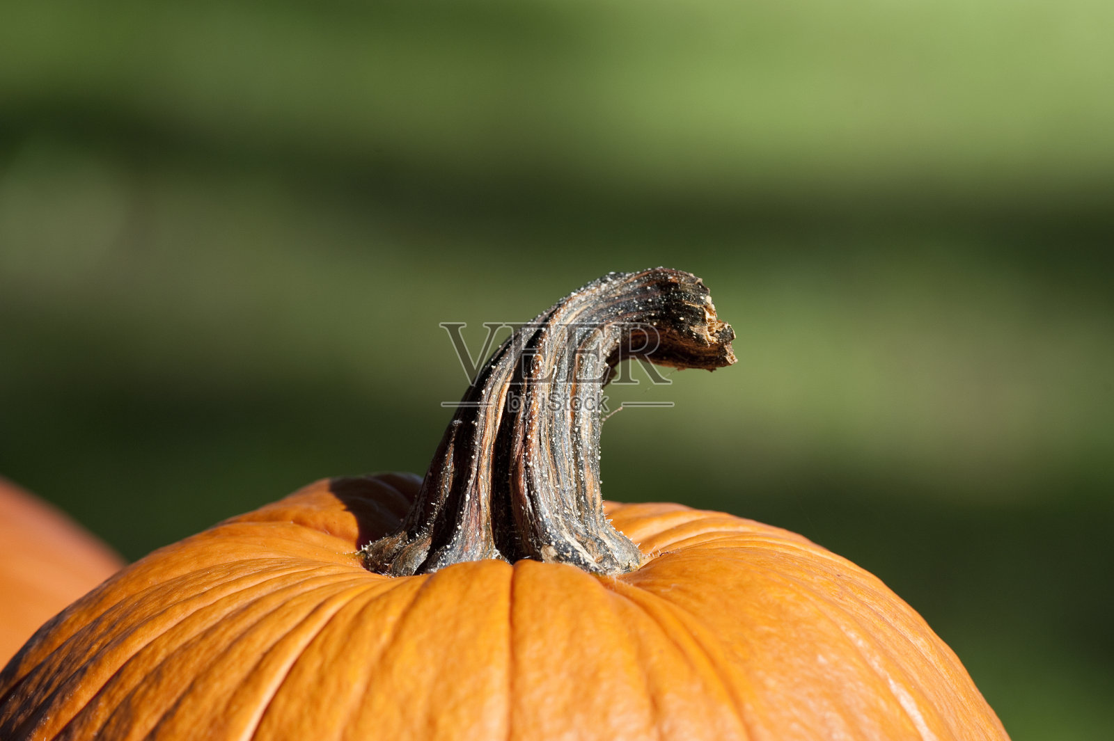 的南瓜照片摄影图片