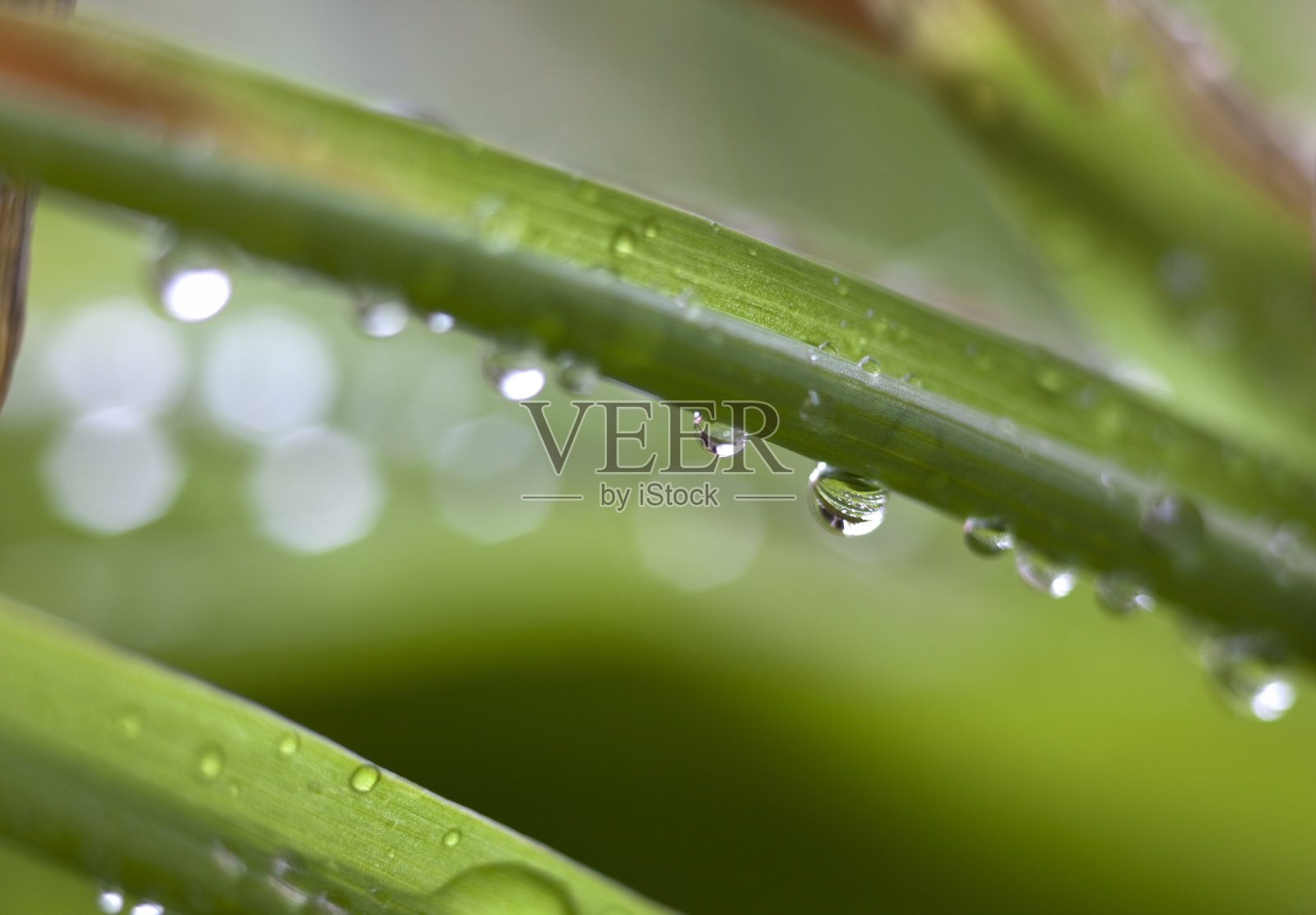 雨滴照片摄影图片