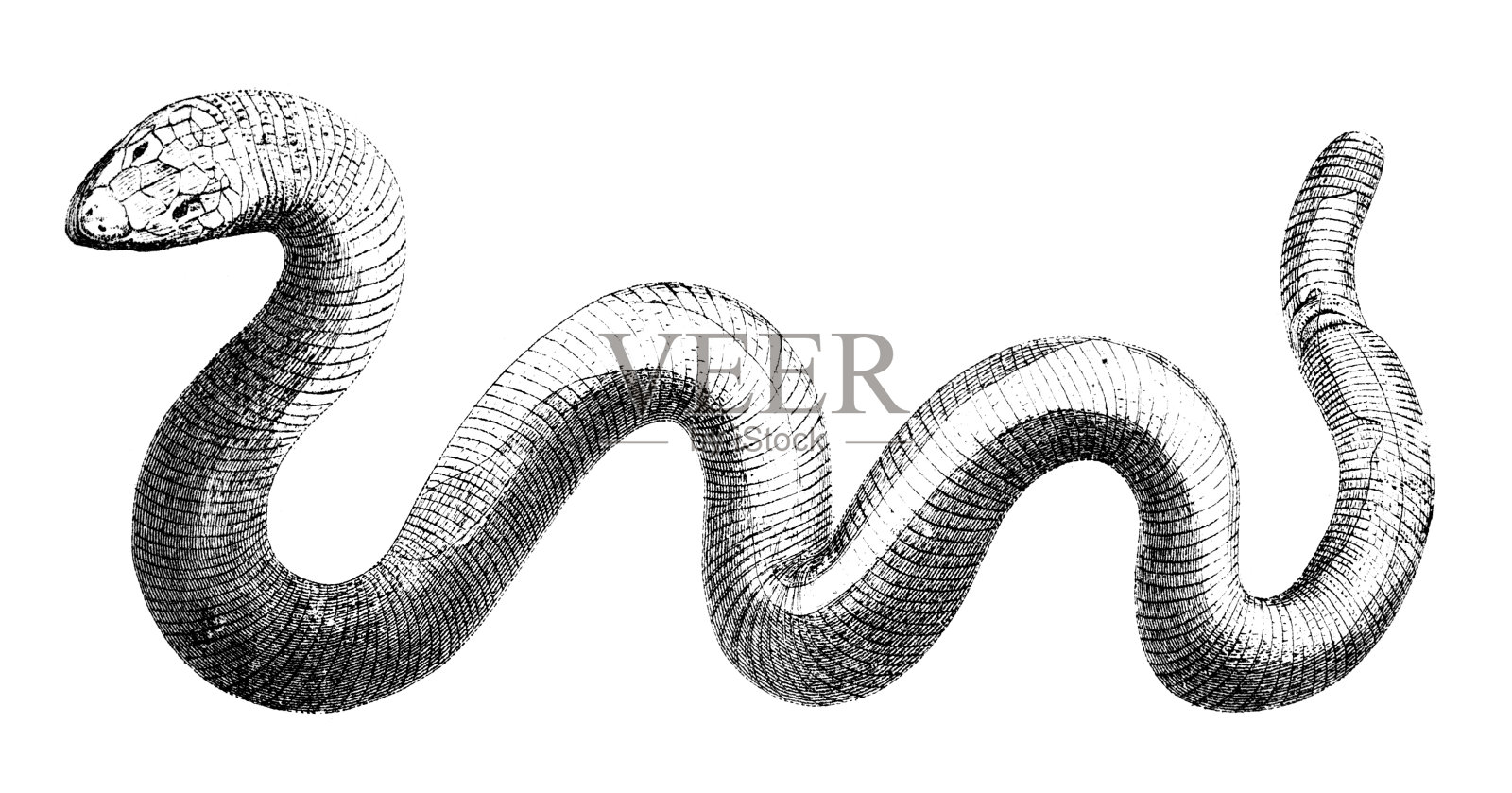 19世纪的蛇雕刻设计元素图片