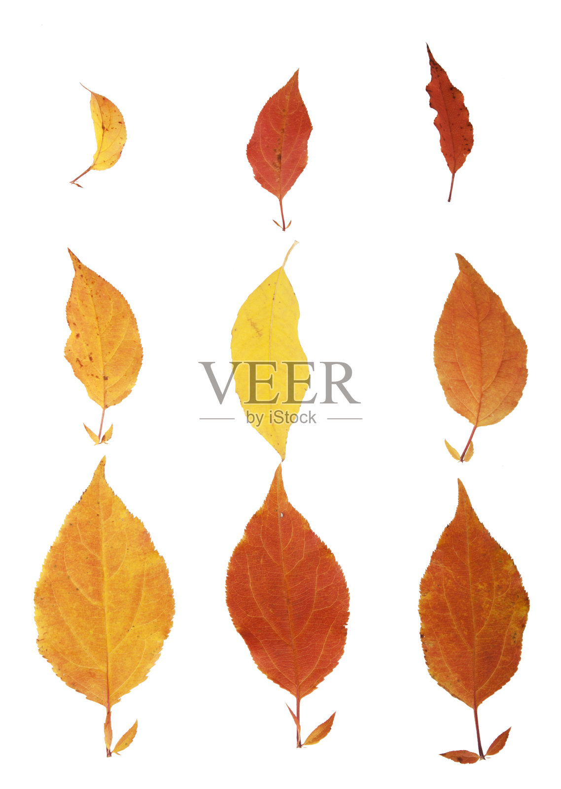 秋天的落叶照片摄影图片