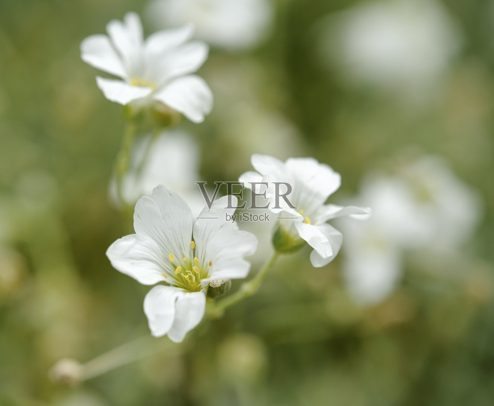 花照片摄影图片