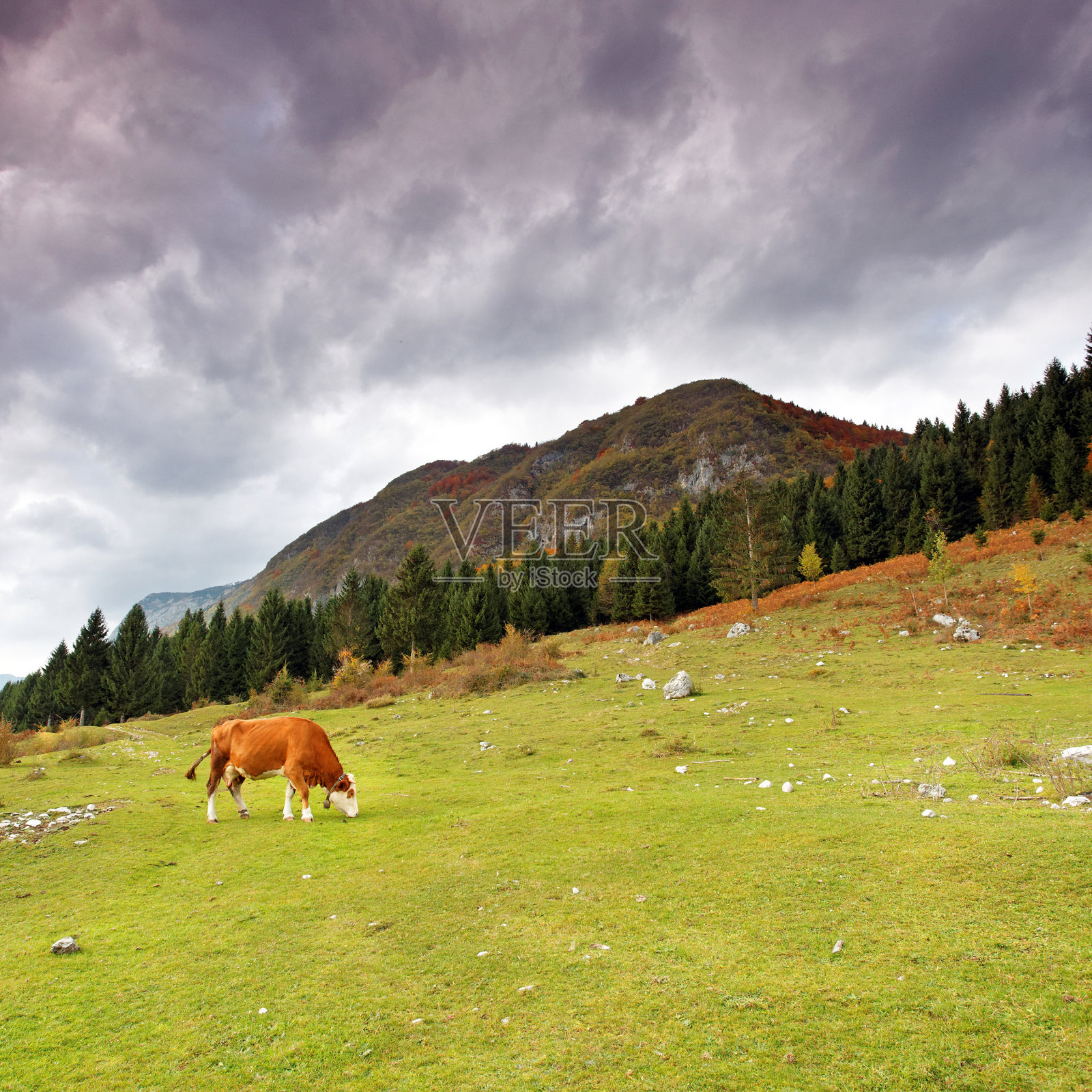 放牧的牛照片摄影图片