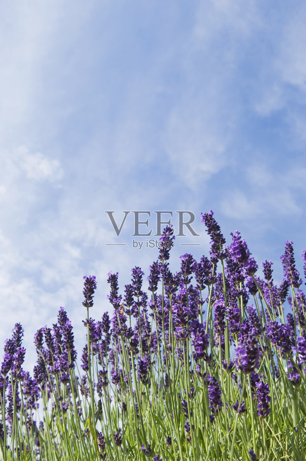 薰衣草照片摄影图片