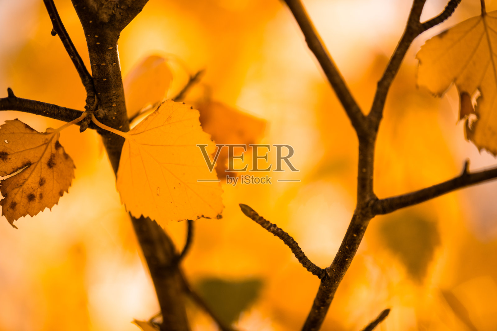 秋天的落叶照片摄影图片