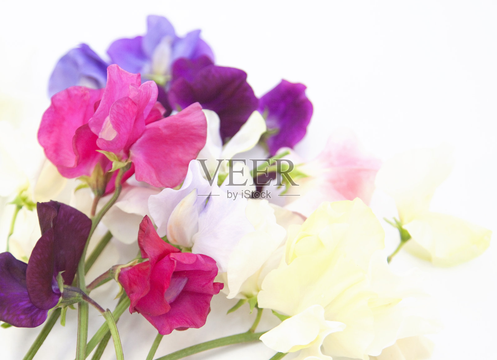 甜豌豆照片摄影图片