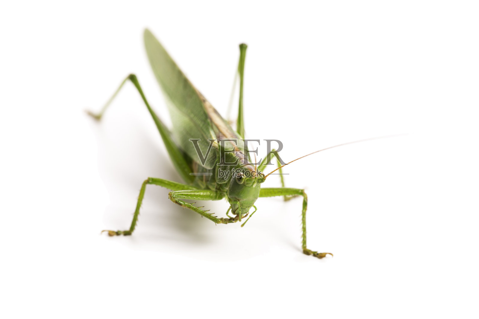 蚱蜢照片摄影图片