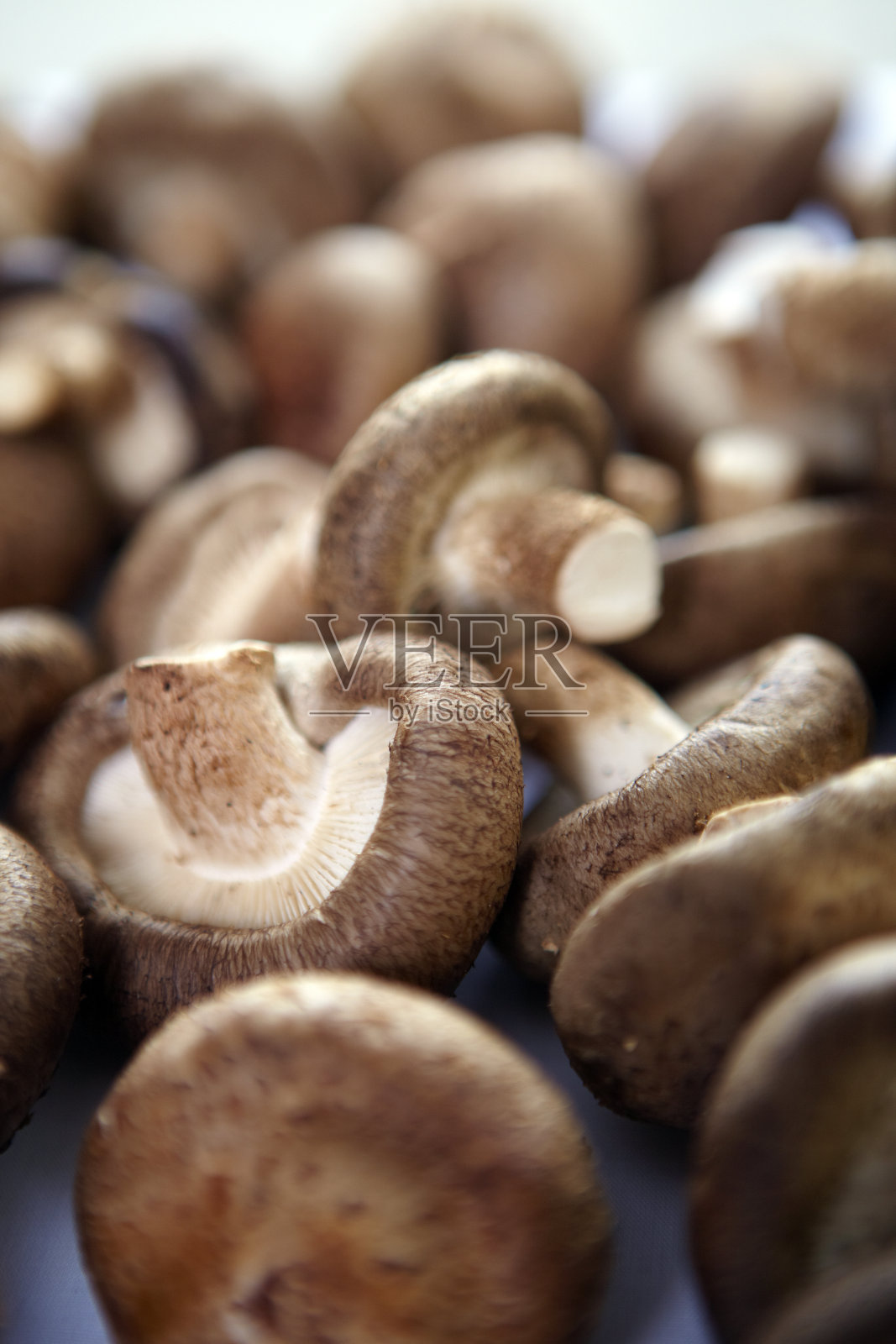 栗蘑堆照片摄影图片