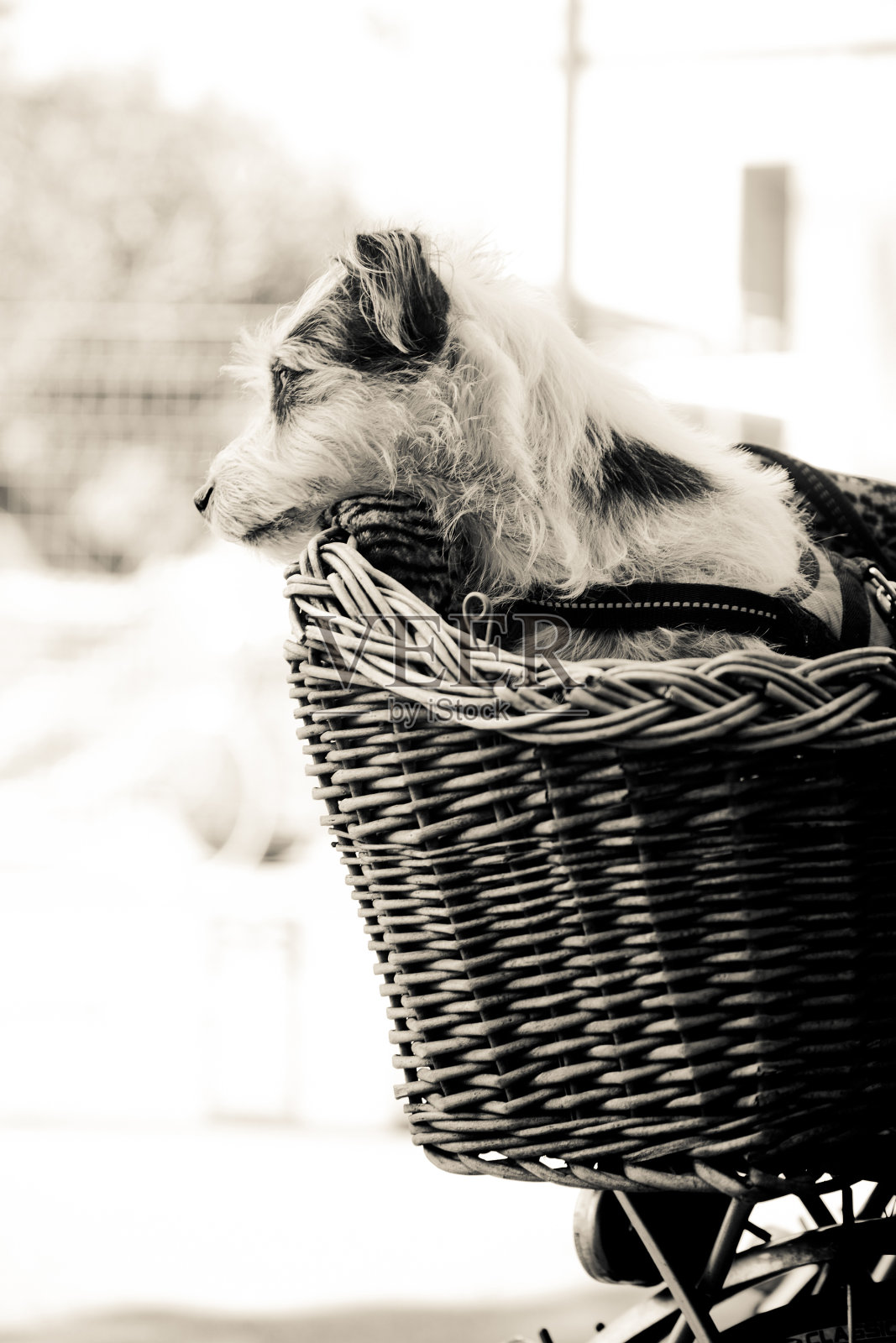 篮子里的狗照片摄影图片