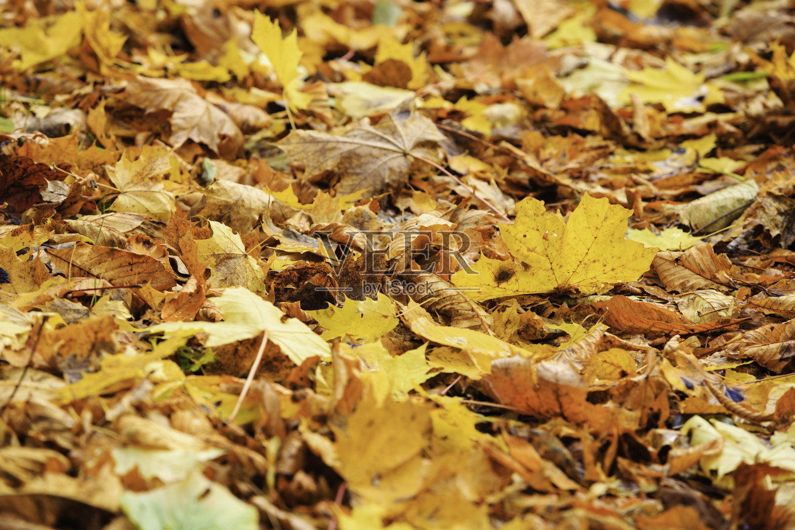 干树叶照片摄影图片
