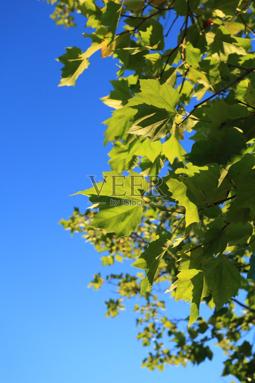 枫叶背光初秋照片摄影图片