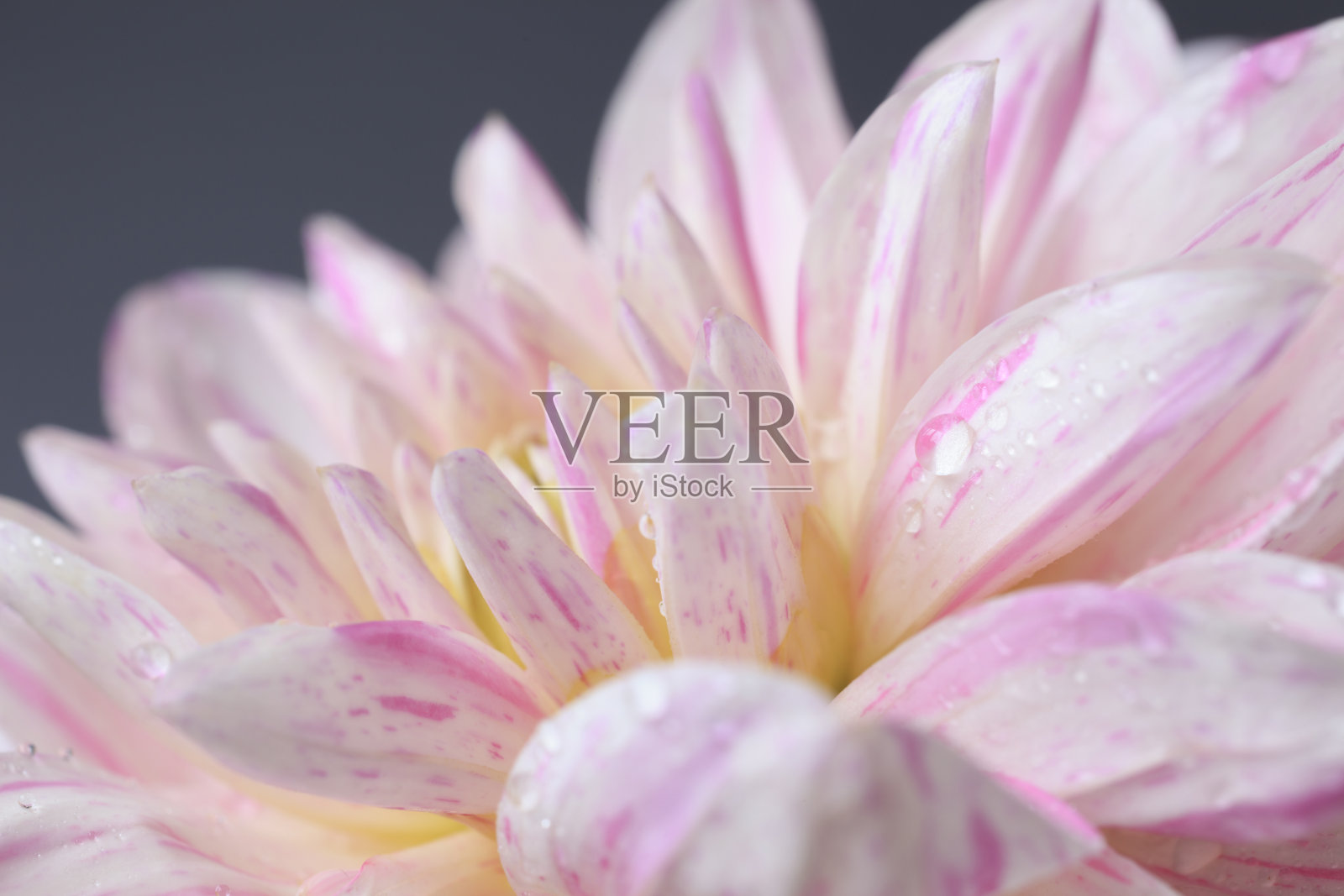 大丽花的特写照片摄影图片