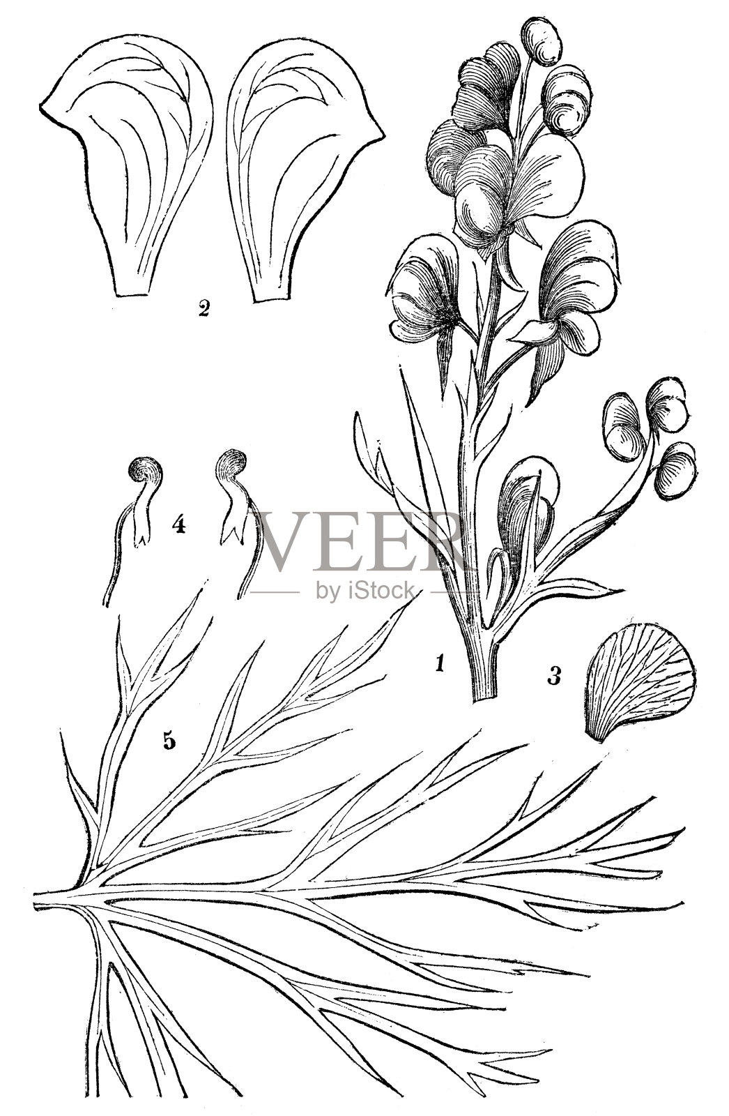 乌头的古插图(乌头、乌头、狼毒、恶魔头盔)插画图片素材