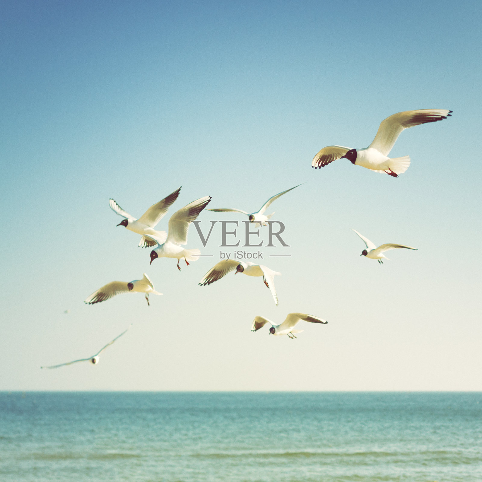 海上的黑头海鸥照片摄影图片