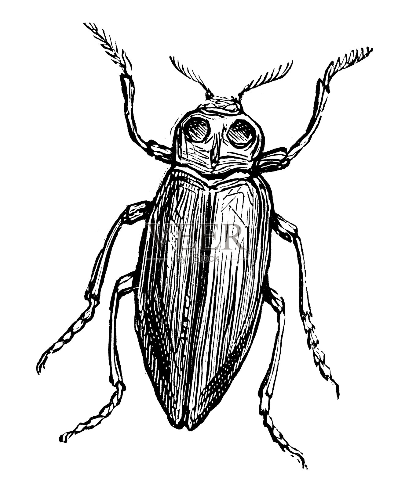 宝石甲虫的古董插图设计元素图片