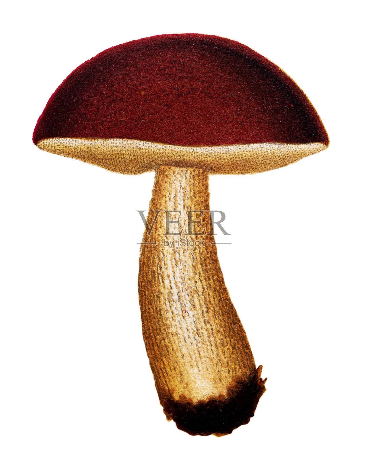 蘑菇和真菌:龟甲(茎粗的龟甲，龟甲茎)插画图片素材