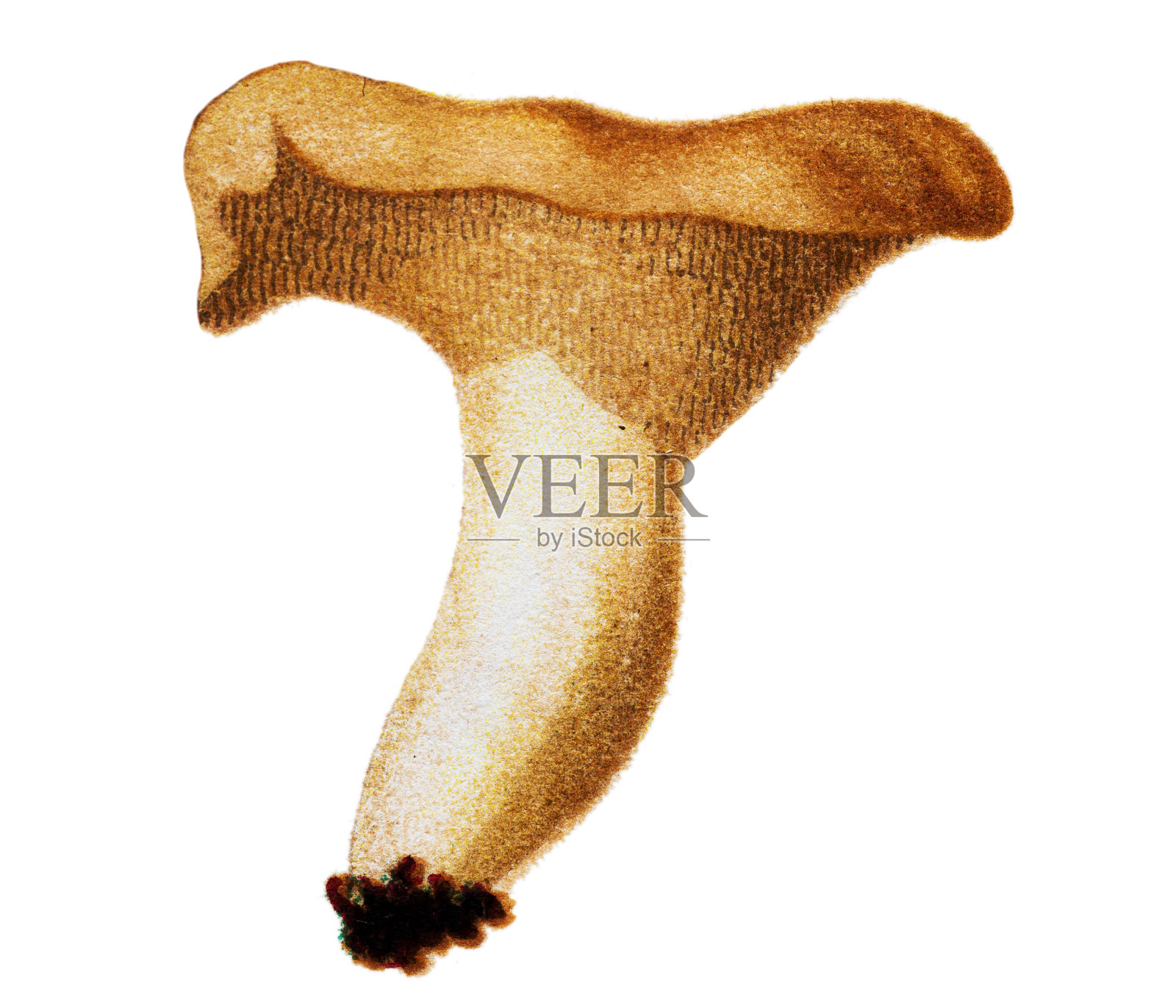 蘑菇和真菌:Hydnum repandum(甜牙，木刺)设计元素图片