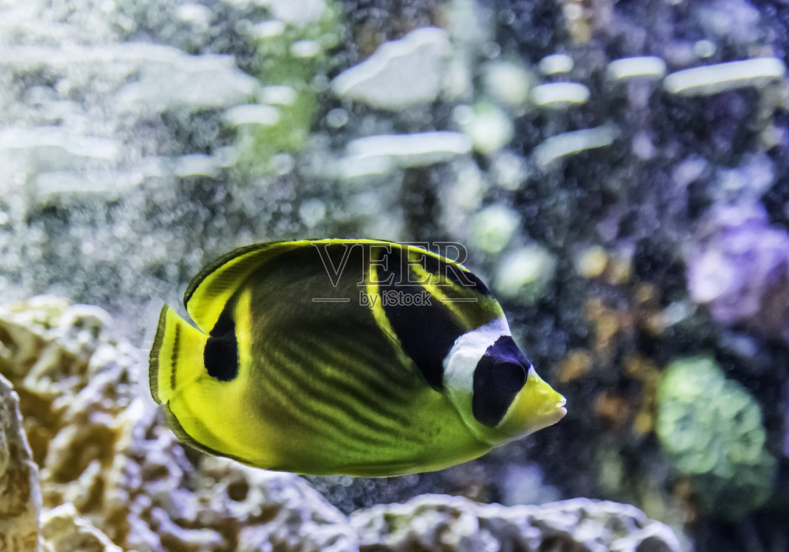 浣熊蝶鱼照片摄影图片