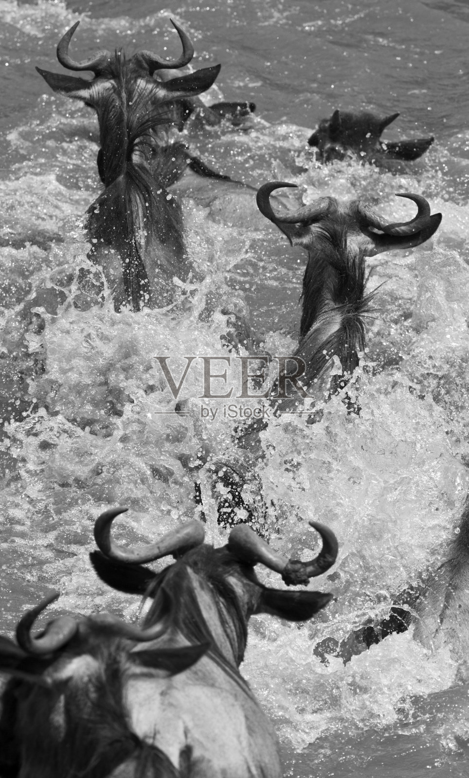 角马穿越河流照片摄影图片