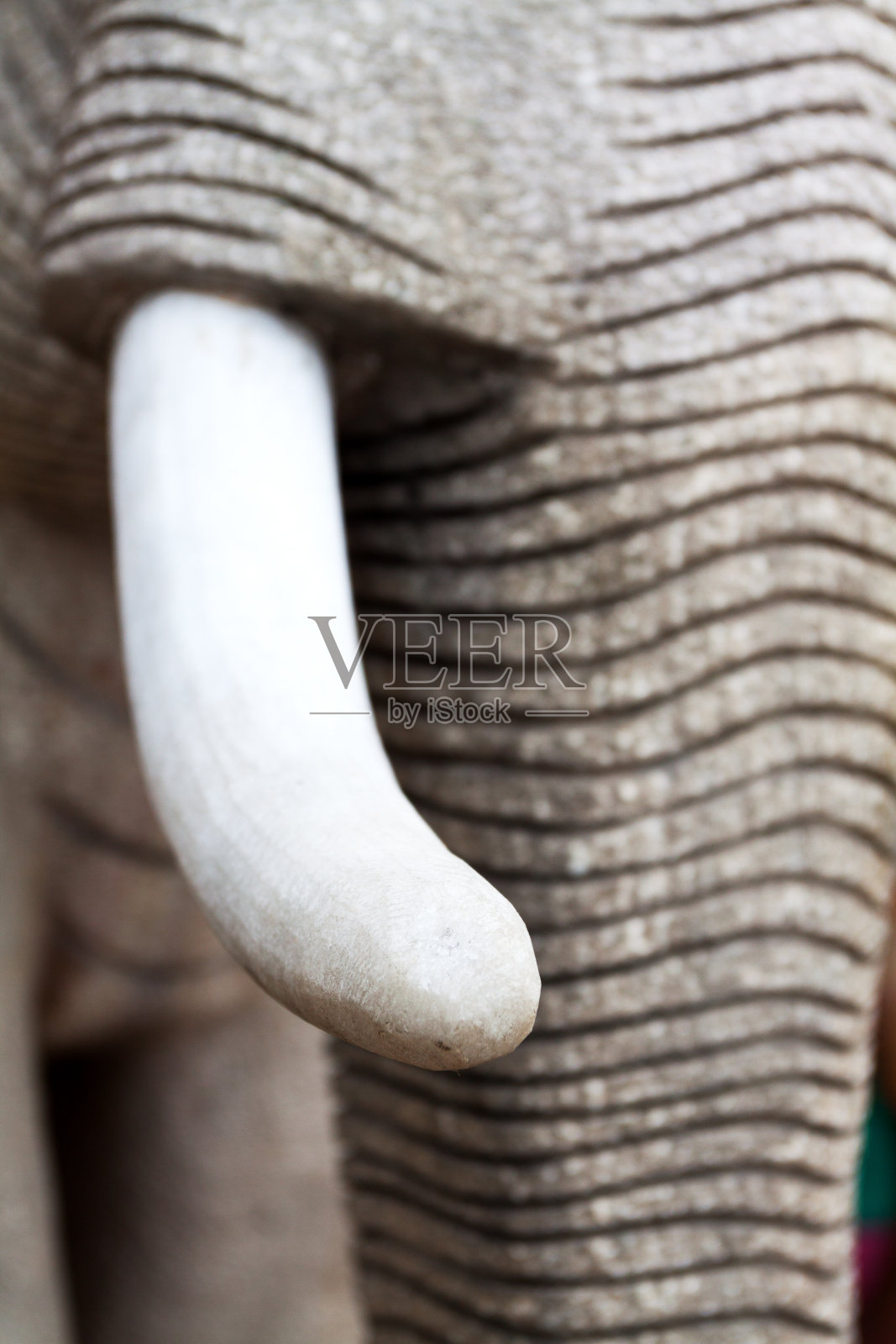 大象的牙齿照片摄影图片