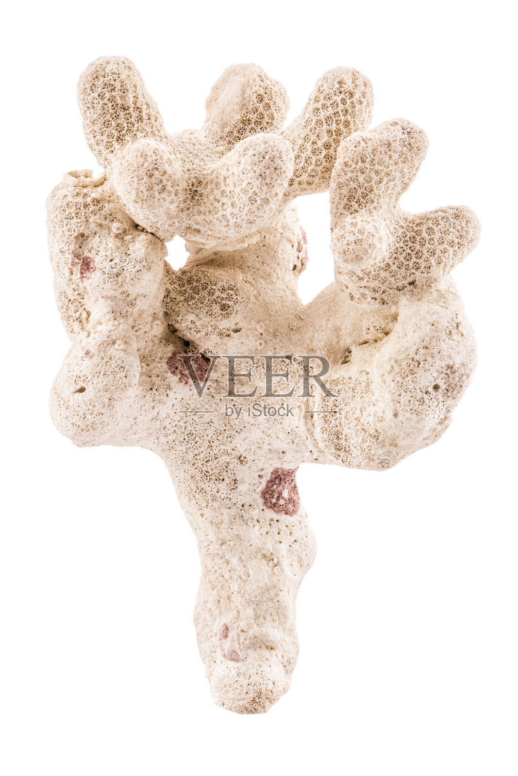 米色珊瑚孤立在白色背景上照片摄影图片