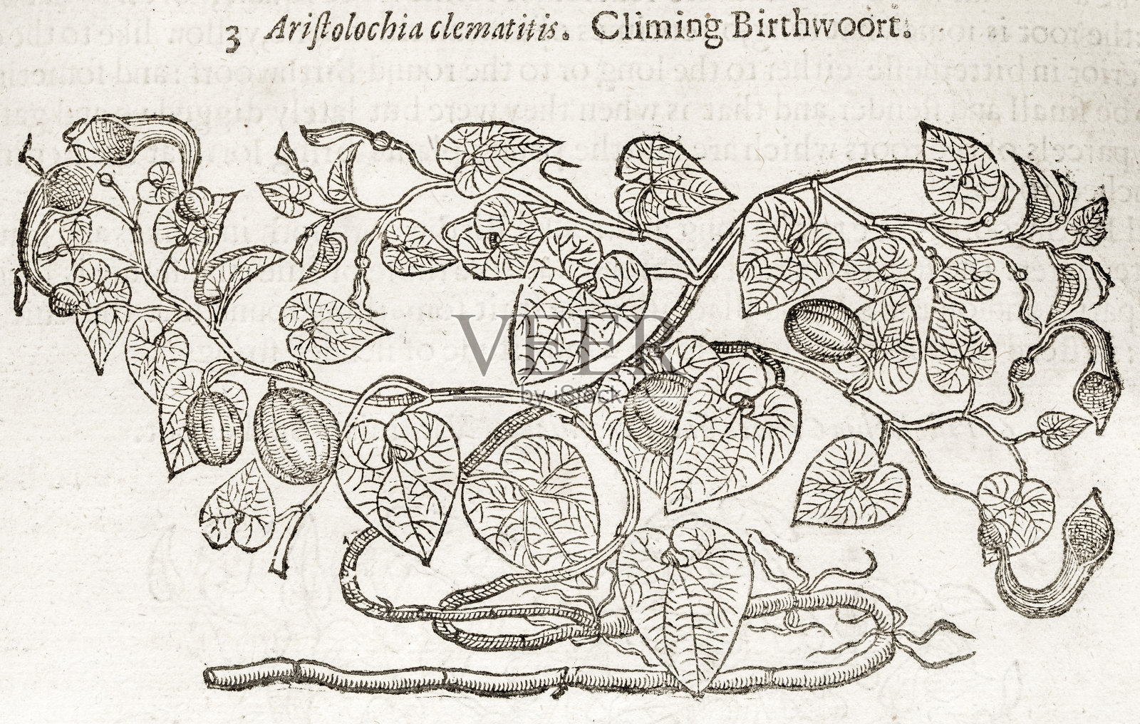 诞生草，17世纪的植物学插图插画图片素材