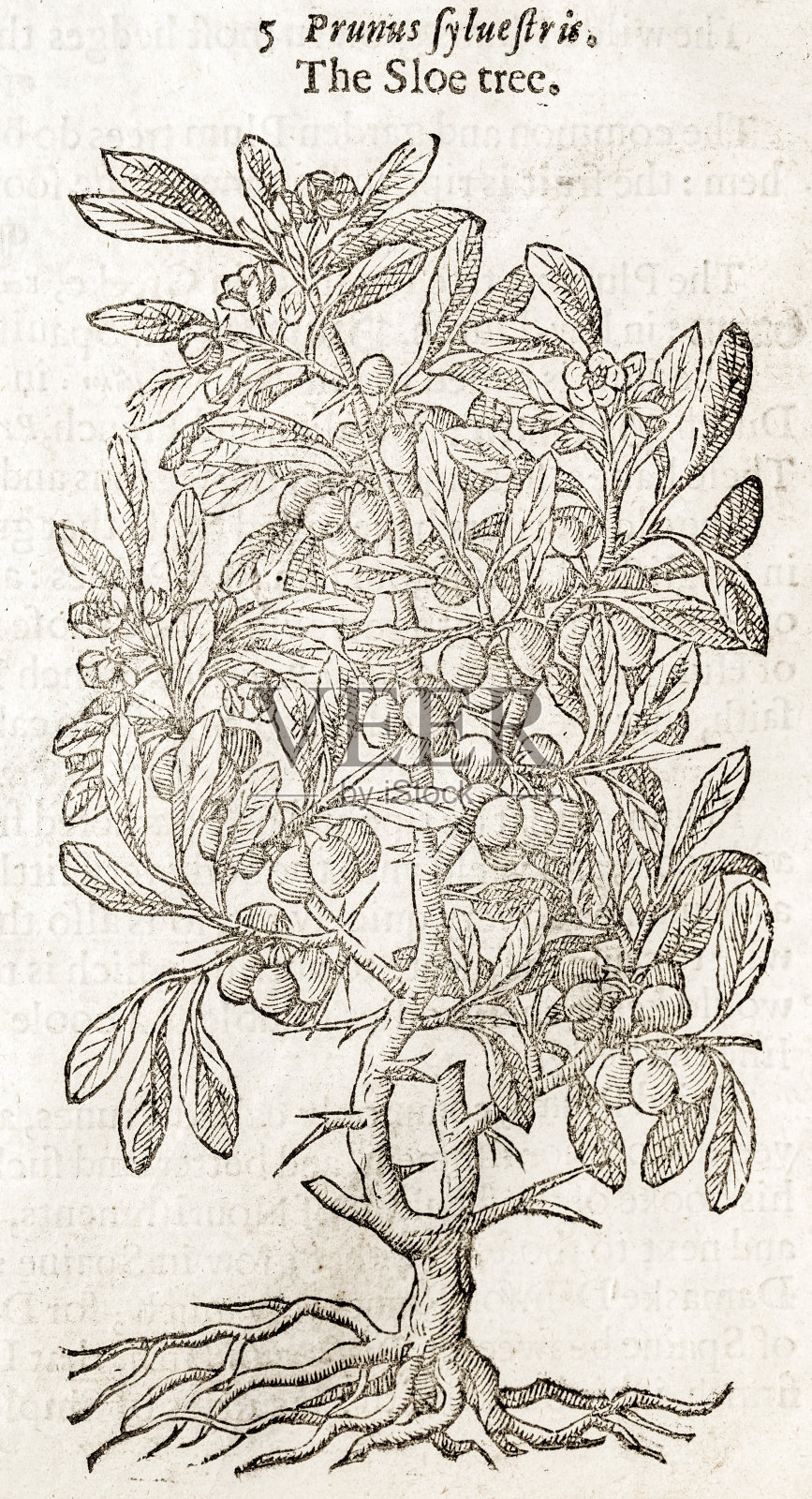 黑刺李树或黑刺李树，17世纪植物学插图设计元素图片