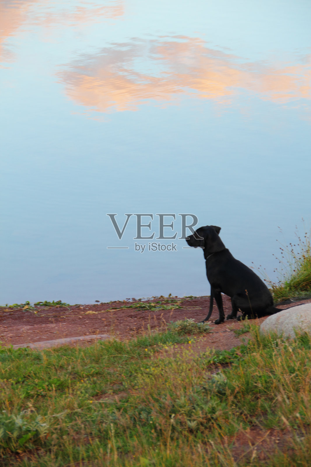 狗反射湖照片摄影图片