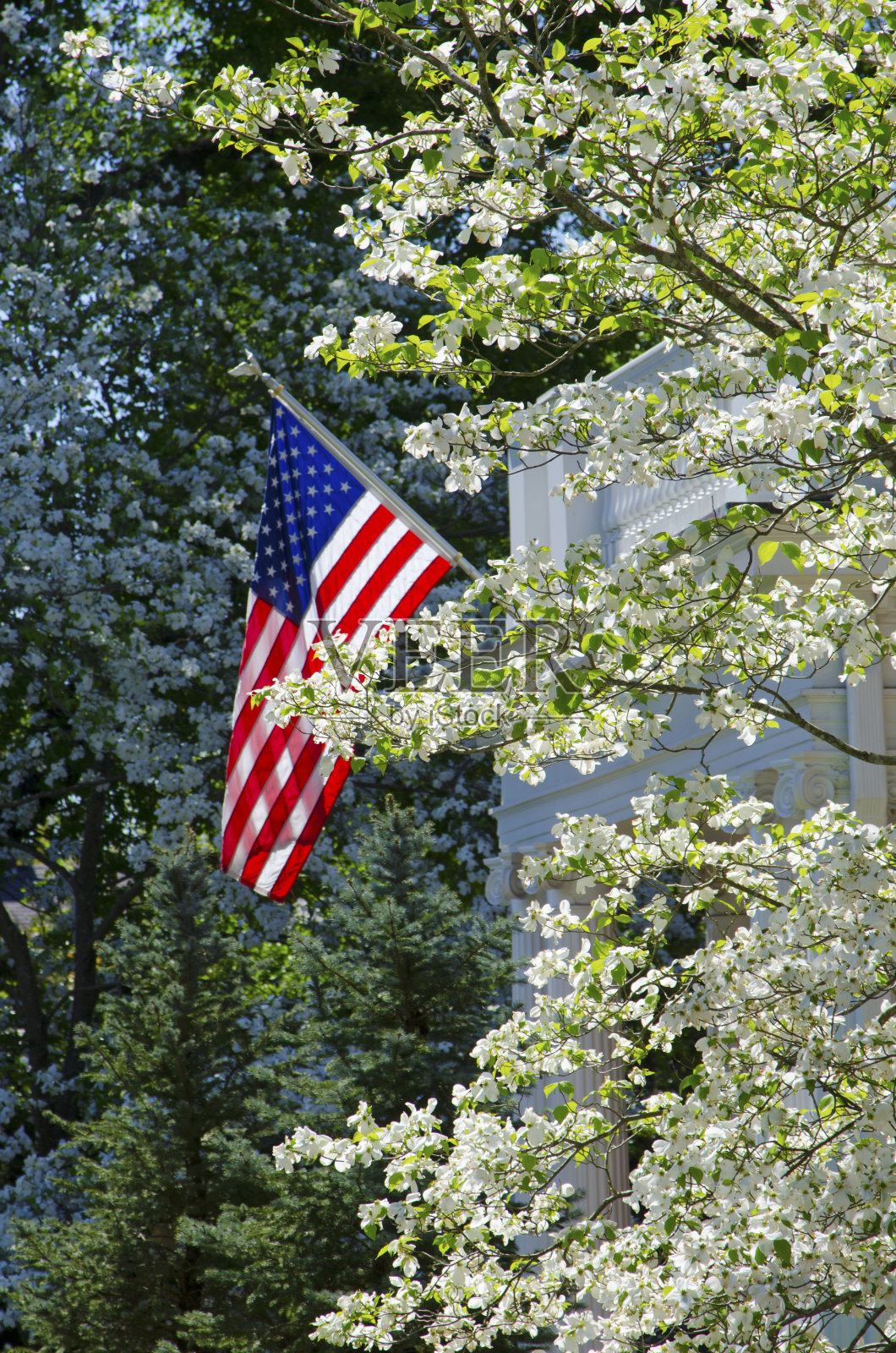 山茱萸树照片摄影图片