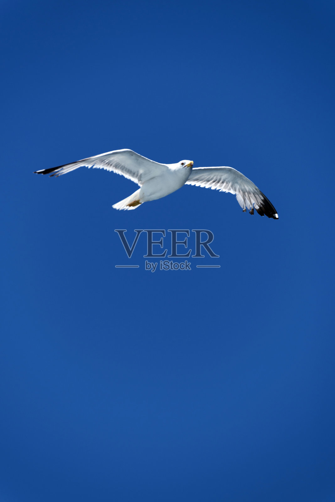 白色的海鸥在蓝天上飞翔照片摄影图片