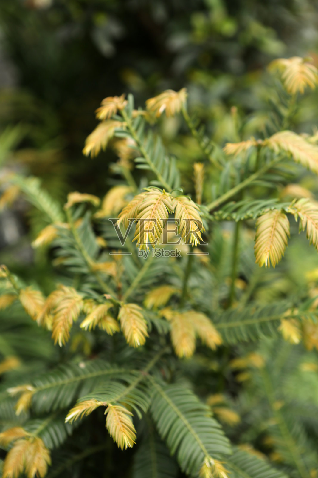 中国红豆杉照片摄影图片