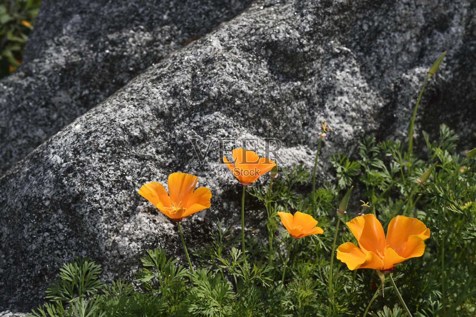 加利福尼亚罂粟花的特写照片摄影图片