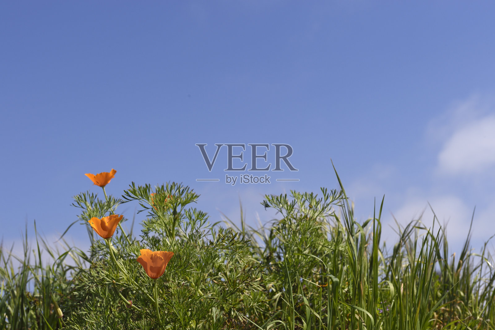 低角度的特写盛开的加州罂粟野花照片摄影图片