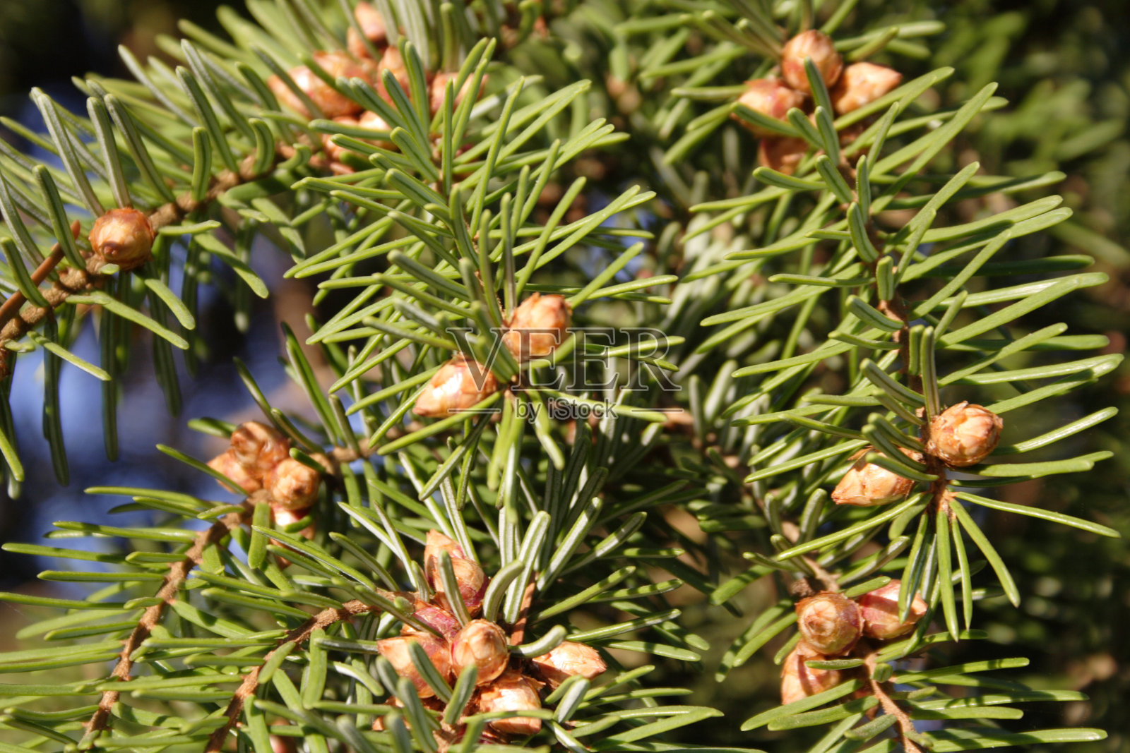 云杉上的芽照片摄影图片