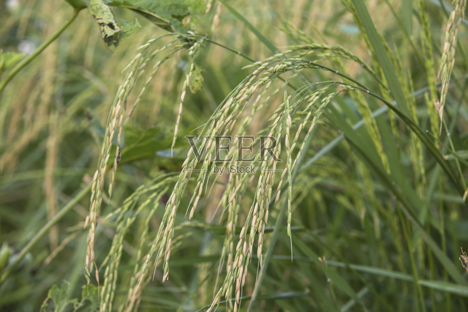 近距离观察悬挂在水稻植株上的稻粒照片摄影图片
