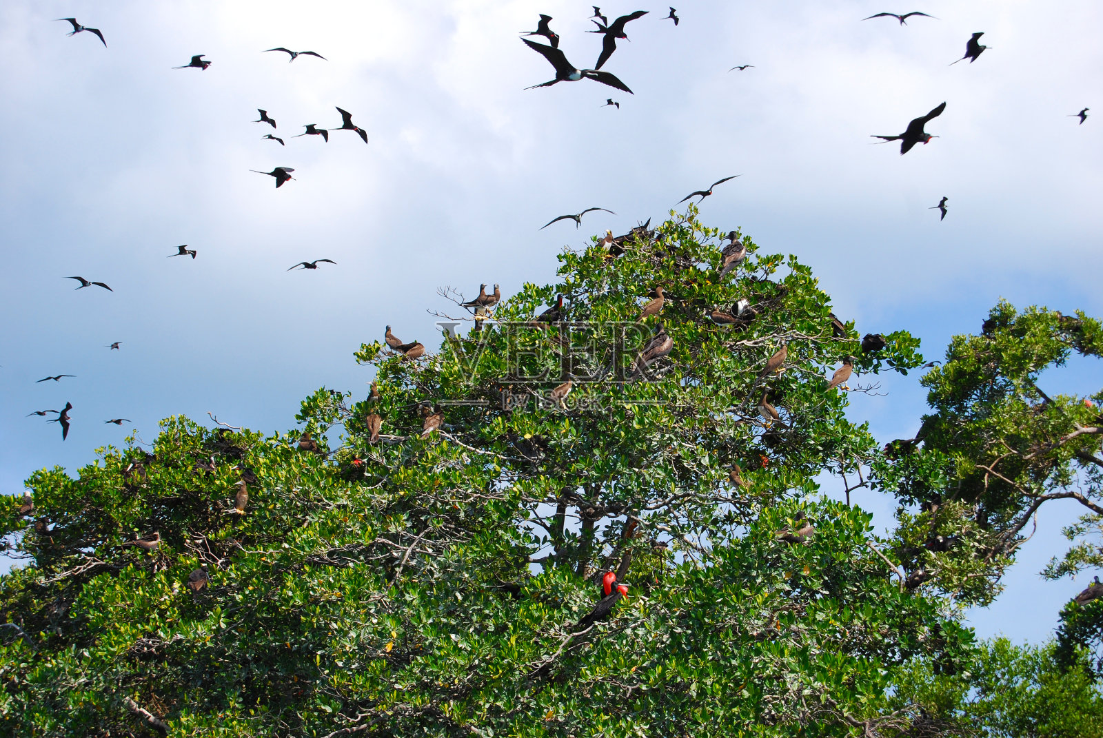 艘护卫舰和鲣鸟照片摄影图片