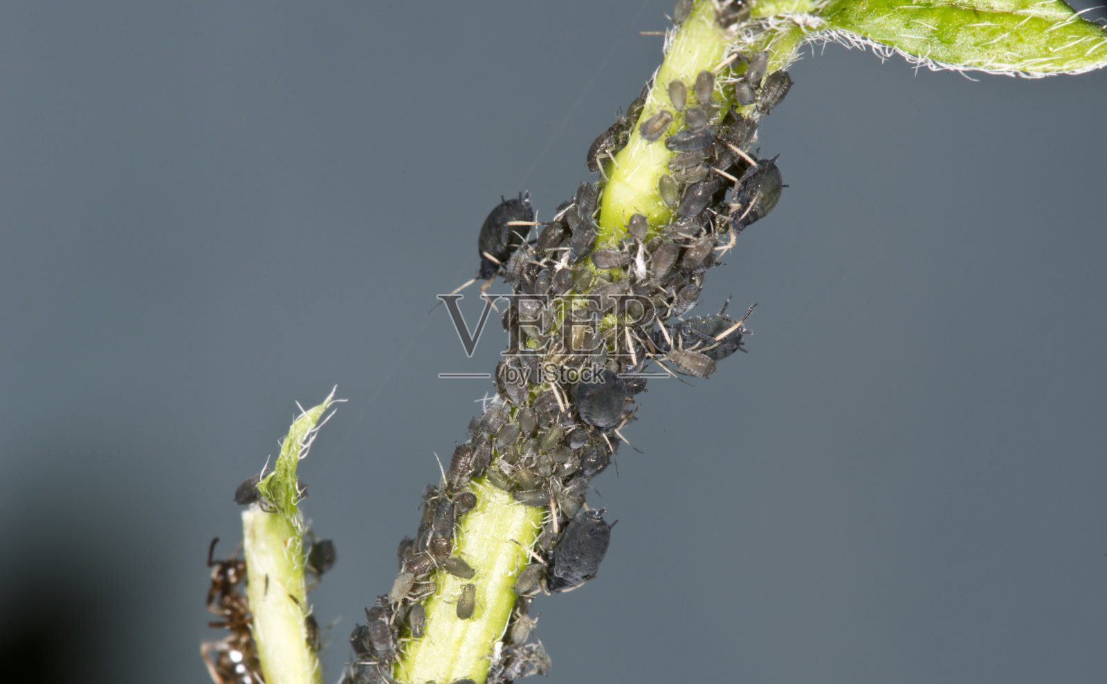 黑色的蚜虫照片摄影图片