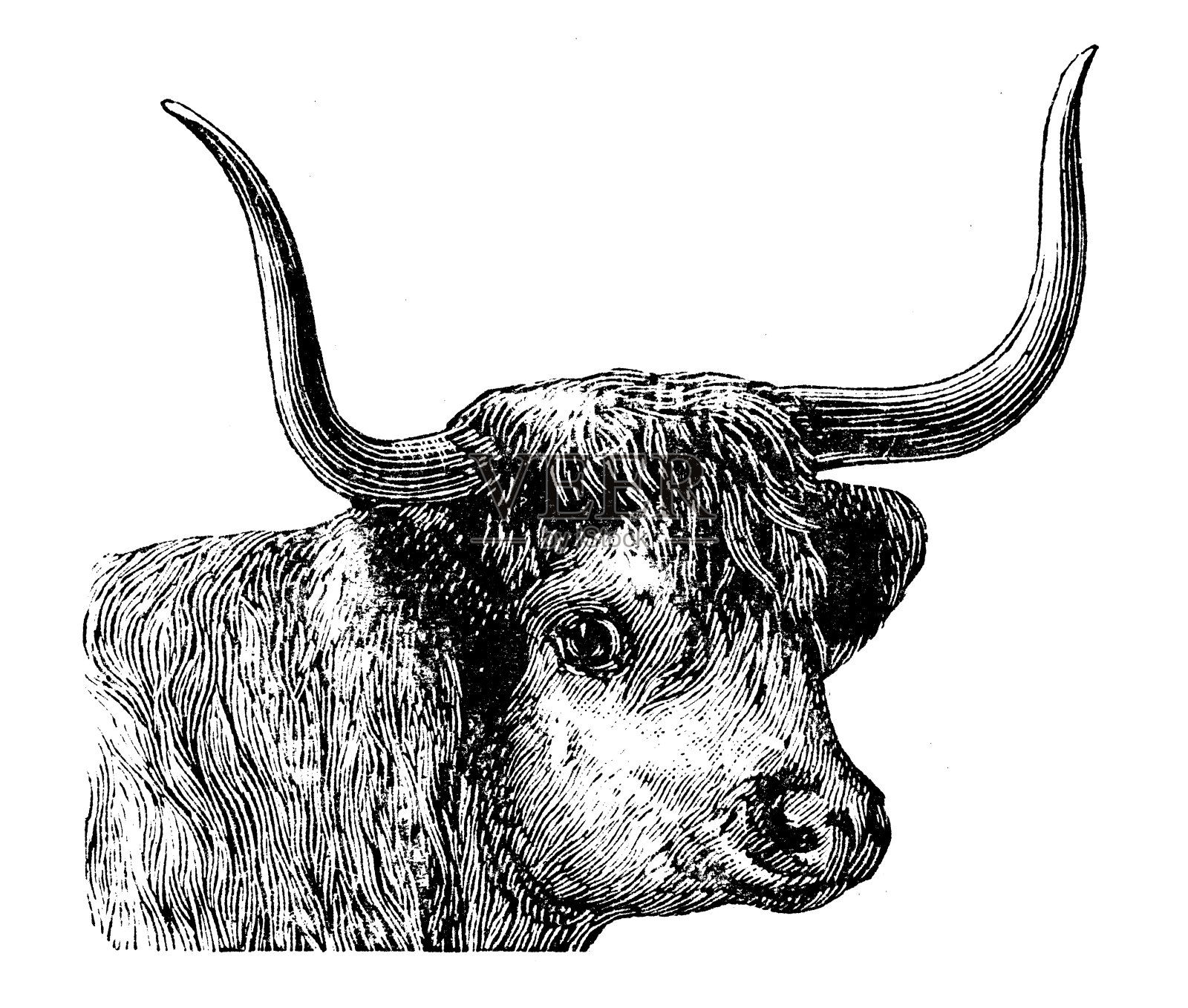 西部高地奶牛的古董插图设计元素图片