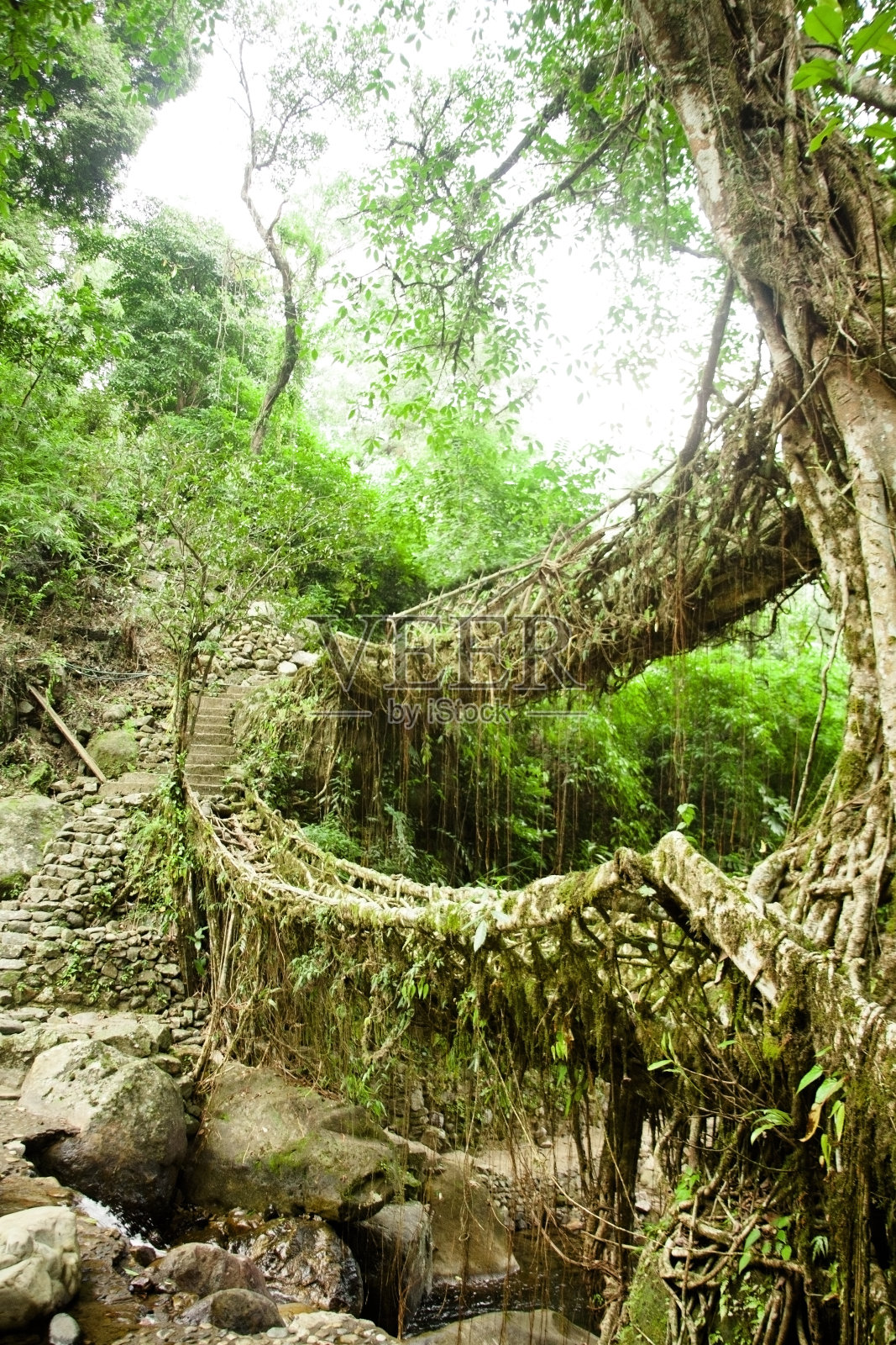 印度北部热带雨林中用树根建造的古老桥梁。照片摄影图片