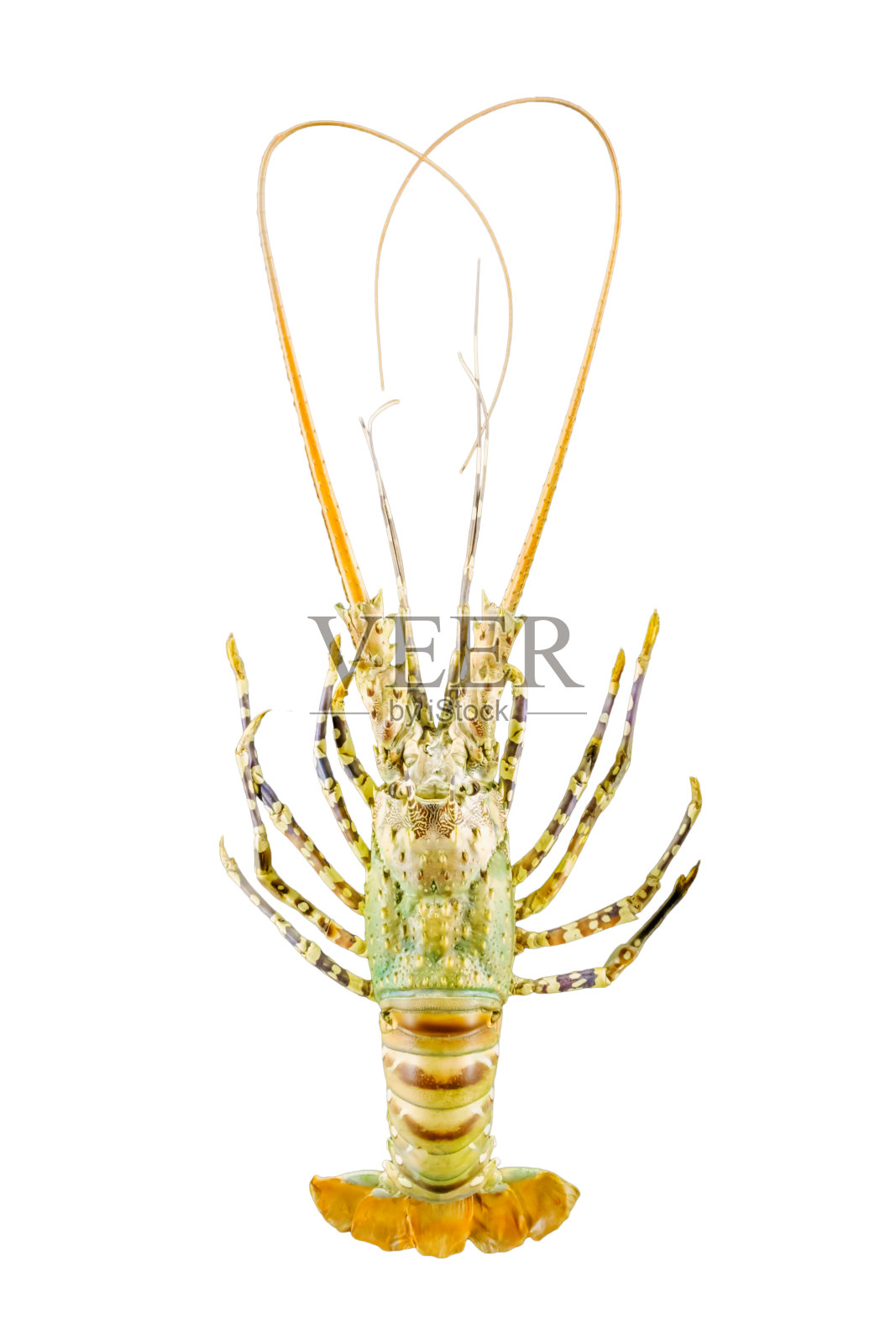 小龙虾照片摄影图片