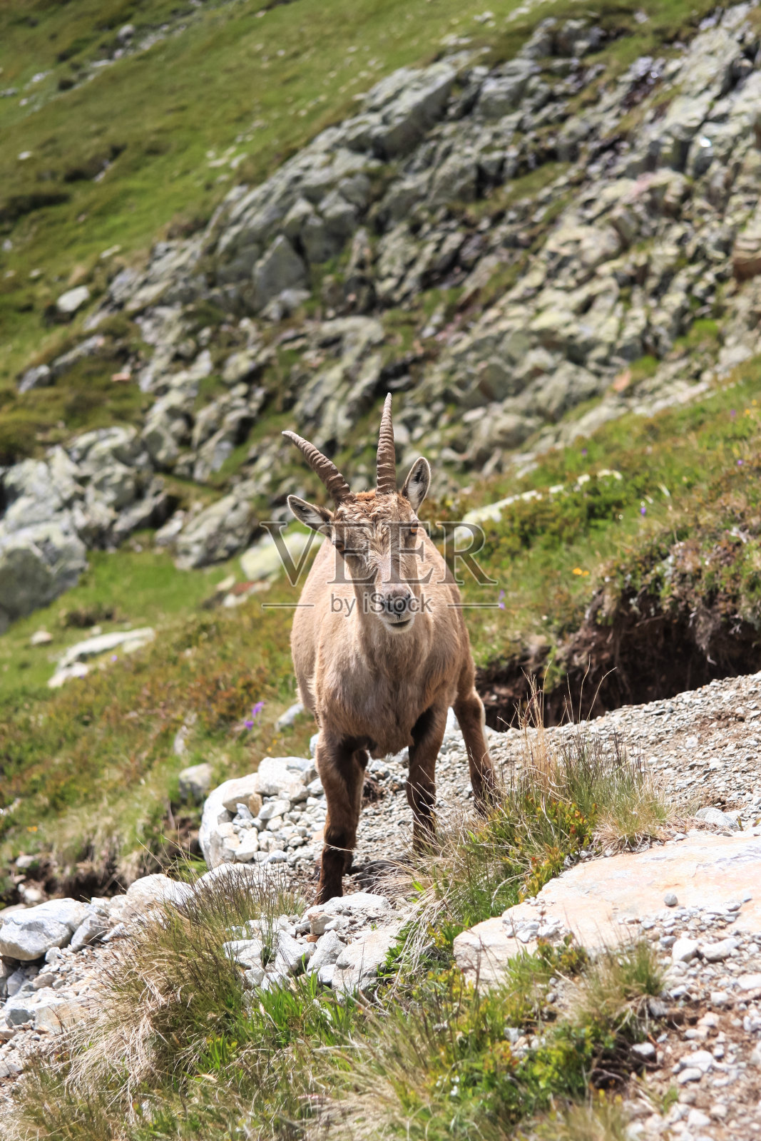 法国，高级萨伏伊，夏蒙尼，勃朗峰，山羊，紫胶勃朗峰照片摄影图片