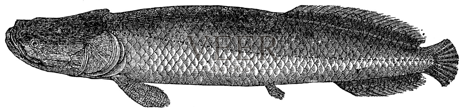 象牙或托尔斯克的古董插图设计元素图片